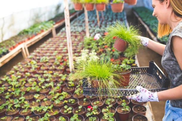 istock Woman working in a nursery garden 1181201787