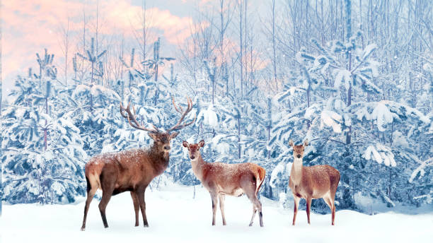 grupo de ciervos nobles en un bosque de invierno nevado al atardecer. imagen de fantasía navideña en color azul, rosa y blanco. nevando. - ciervo rojizo fotos fotografías e imágenes de stock