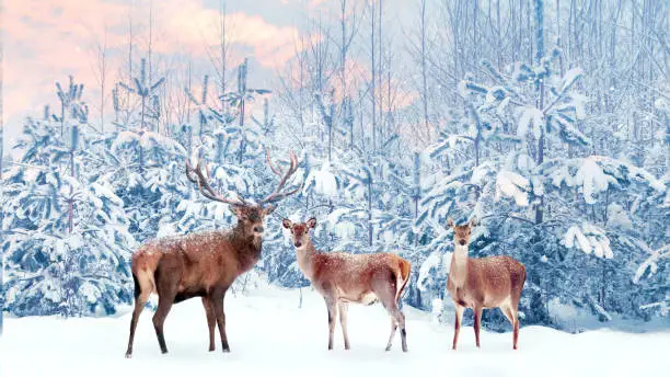 Group of noble deer in a snowy winter forest at sunset. Christmas fantasy image in blue, pink  and white color. Snowing.