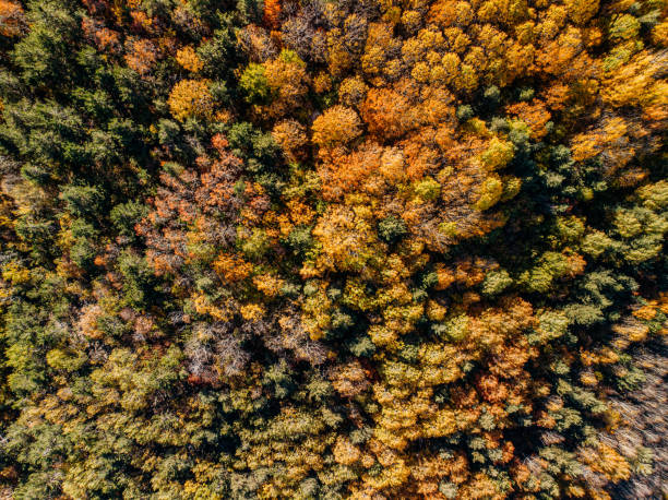 istock Forest in Autumn Colors 1181203210
