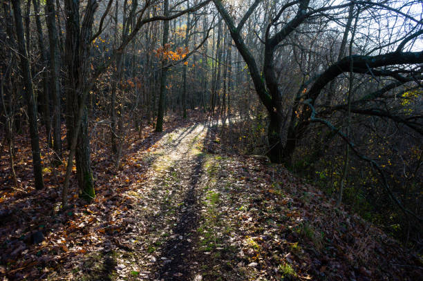 istock November woodland 1181203960