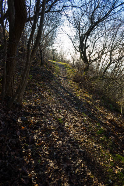 istock November woodland 1181204026