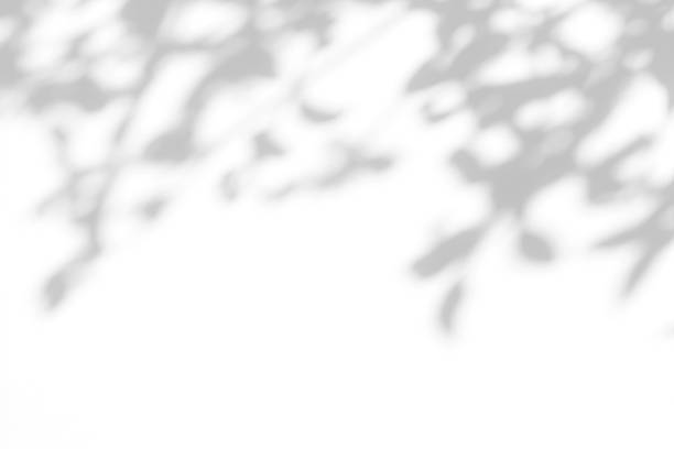 istock Gray shadow of the leaves on a white wall. 1181204063