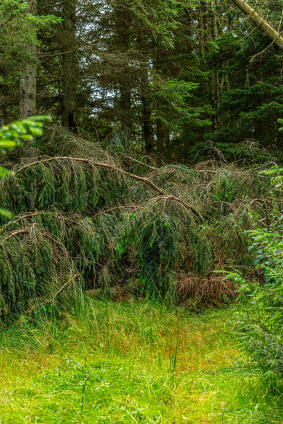 uprooted tree that has fallen in a storm blocking a path. - uprooted vertical leaf root imagens e fotografias de stock