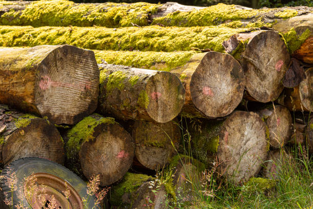 Pile of old wooden logs with moss on them.