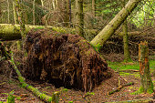 An uprooted tree in a forest.