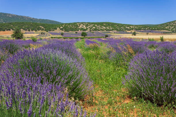 istock View of a violet lavender field 1181206488
