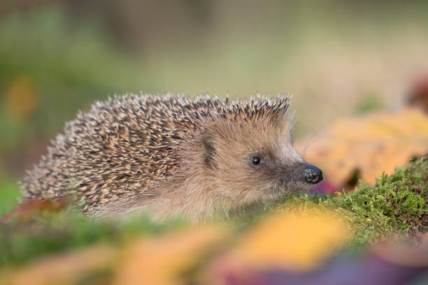 istock The European hedgehog between autumn leaves (Erinaceus europaeus) 1181206764