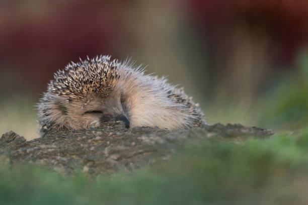 time to sleep - hedgehog animal autumn nature imagens e fotografias de stock