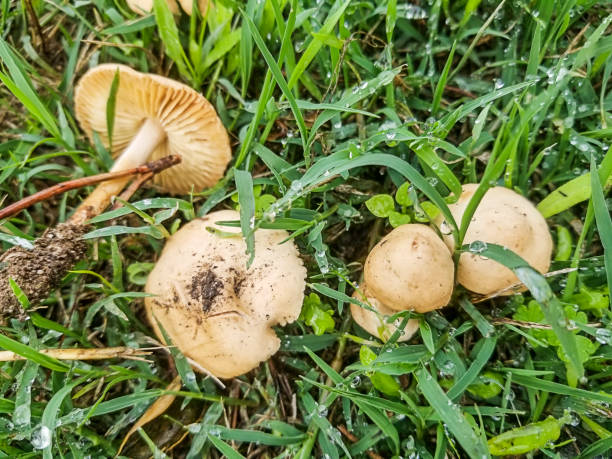 Fairy ring mushroom Fairy ring mushroom, Marasmius oreades, growing on grassy areas in Galicia, Spain marasmiaceae stock pictures, royalty-free photos & images