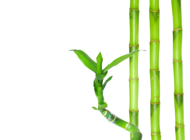 istock green bamboo isolated on a white background 1181209228