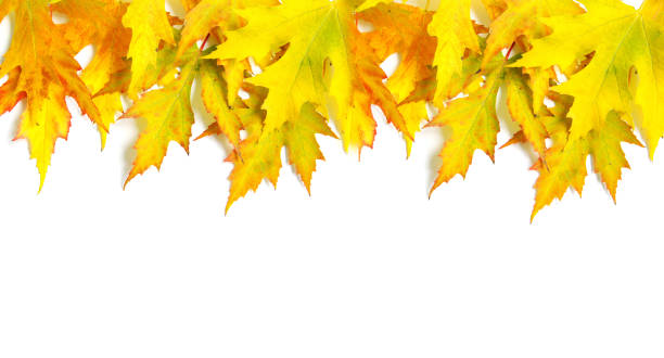 istock autumn maple leaves isolated on a white 1181209232