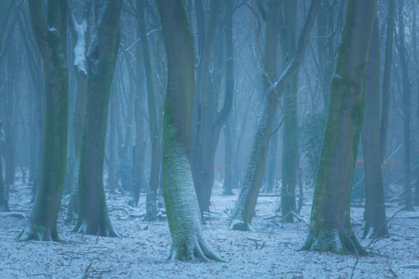 Beech trees with dramatic shapes in a  misty and snowy  forest during a cold snowy winter day. The forest is covered with snow. The light fog is giving the forest a desolate and depressing atmosphere.