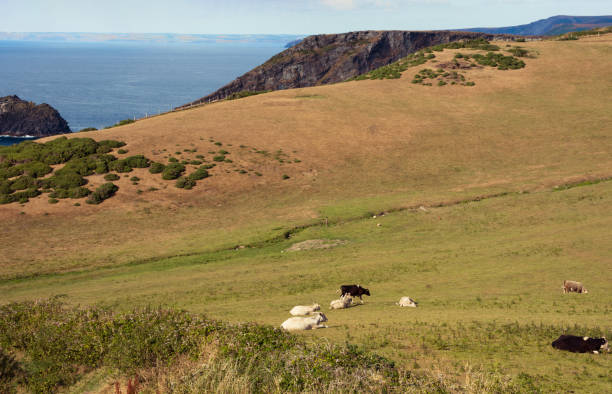 istock Cornwall coast with cows grazing next to Camelot Castle Hotel in  Tintagel, Uk 1181209686