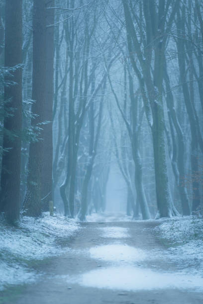 istock Path through a misty Beech tree forest during a foggy winter day with a gloomy atmosphere 1181209928