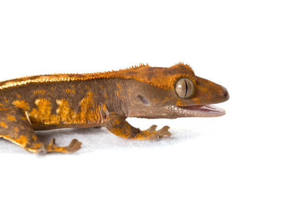 istock Juvenile crested gecko isolated on white background 1181210554