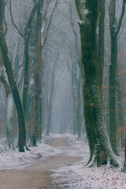 istock Path through a misty Beech tree forest during a foggy winter day with a gloomy atmosphere 1181210695