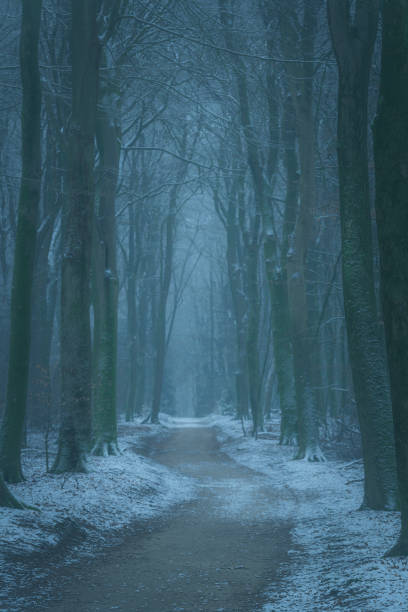 istock Path through a misty Beech tree forest during a foggy winter day with a gloomy atmosphere 1181210785