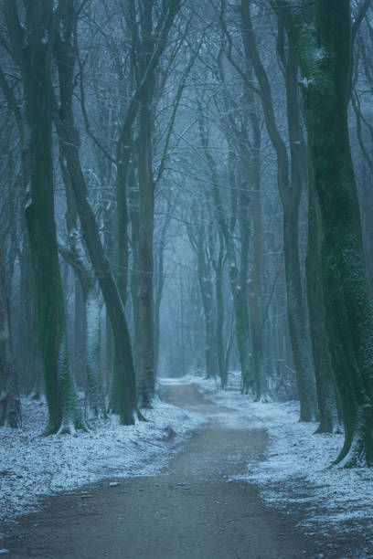 istock Path through a misty Beech tree forest during a foggy winter day with a gloomy atmosphere 1181210805