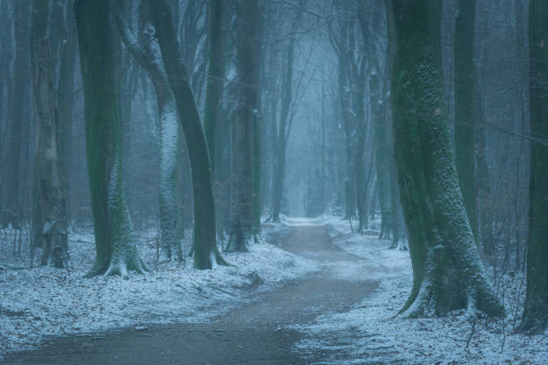 Footpath through a Beech forest during a foggy winter morning. The forest ground is covered with brown fallen leaves and the path is disappearing in the distance. The fog is giving the forest a desolate and depressing atmosphere.