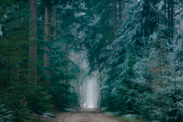 Path through pine trees in the Speulderbos forest in the Veluwe Nature reserve, Gelderland, The Netherlands. There is some snow on the pine trees and a bit of fog in the distance during this cold winter morning.