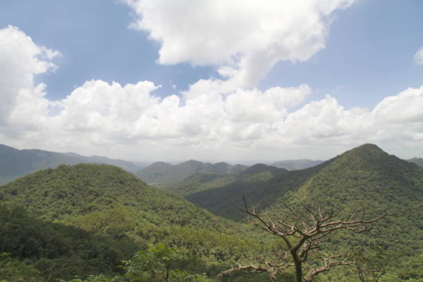 istock Mhadei wildlife sanctuary, Goa, India 1181211174