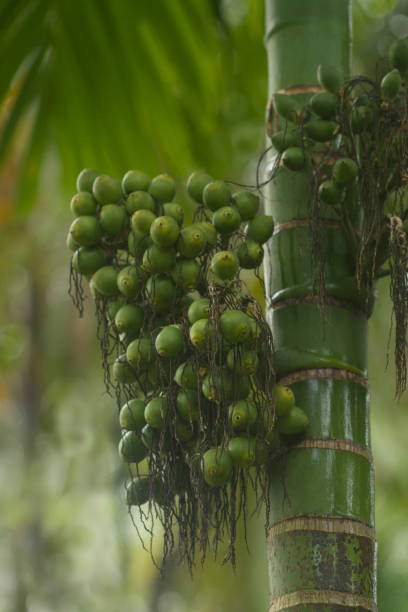 istock Betel nut or areca nut fruit 1181211222