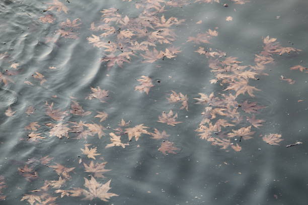 istock River Water with bunch of dead leaves 1181211299