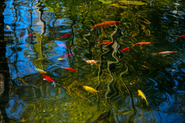 istock shoal of colorful koi carp fish 1181212768