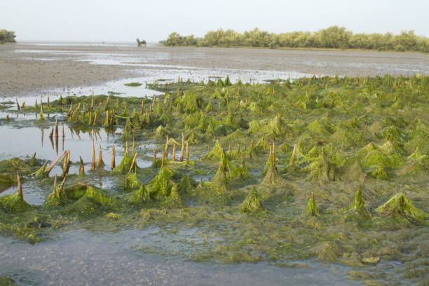 algenbildung, meeresnationalpark, jamnagar, gujarat - algae slimy green water stock-fotos und bilder