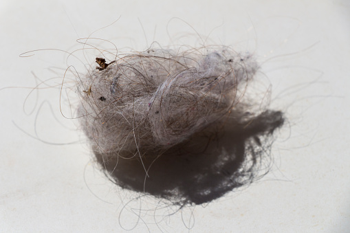 fluff on white background, lint of human and pet hair, dirty fluff