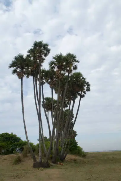 Date palms. Mammalapuram village, Tamil Nadu, India