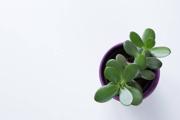 istock Top view of crassula tree in small pot on white background with copy space 1181214320