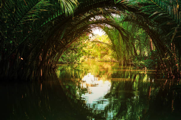 Peacefully scene of  Nipa palm or Nypa fruticans Wurmb on river with it's reflection nature background