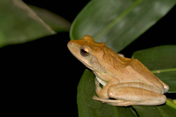 istock Common tree Frog, Polypedates leucomystax, Goa, India 1181214590