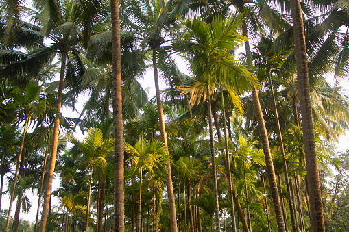 Betel Palm, Areca palm, Areca nut palm plantation near Bhagvan Mahaveer Wildlife sanctaury, Mollem, Goa