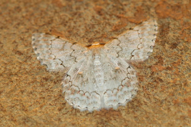 istock An unidentifed moth species, Chorla Ghats, Goa, India 1181214704