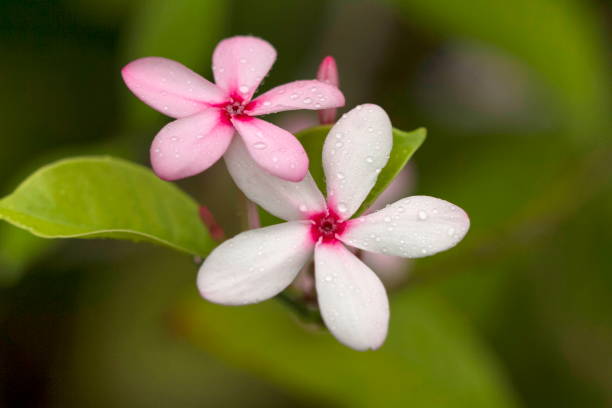 feche acima de sadafuli (catharanthus roseus), de madagascar pervinca ou flor rosada do pervinca.  goa, índia - catharanthus - fotografias e filmes do acervo