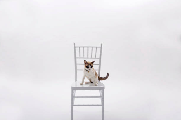 Cute cat sitting on the white chair on white studio background, Isolated.