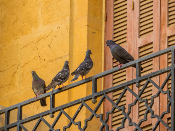 istock Pigeons in Beirut 1181215741