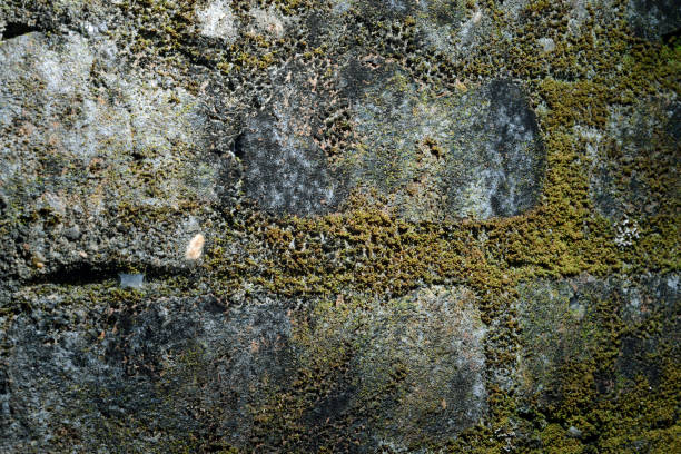 Old and dirty brick wall with green moss looks interesting, may use a an background to express rigidity and life