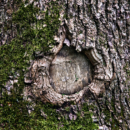 Hole in the bark of a tree close up
