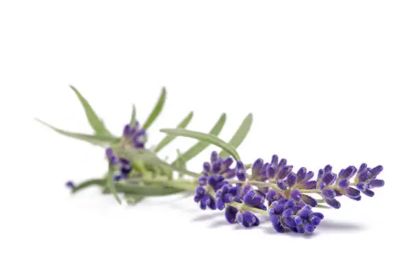 Photo of Lavender flowers