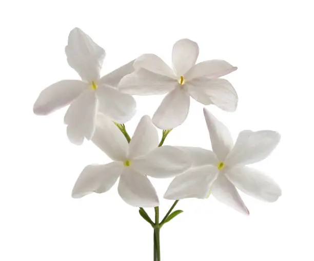 Photo of Jasmine flowers