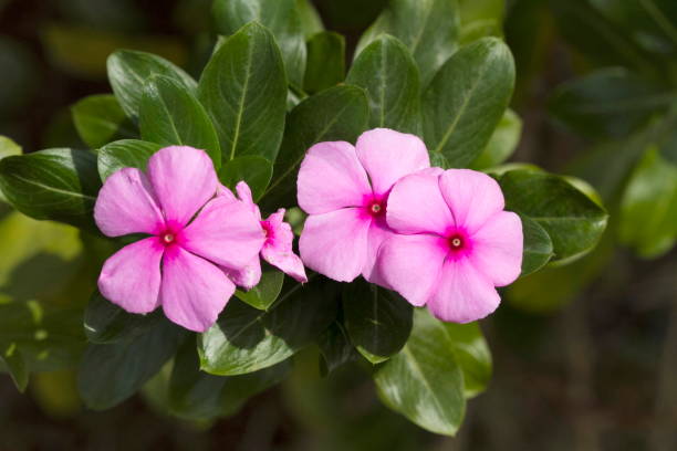 catharanthus roseus, diversité pervenche dans le village côtier de goan de nerul north goa - catharanthus photos et images de collection