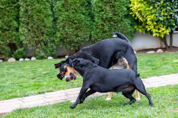 istock dog plays with a Labrador mix puppy 1181219176