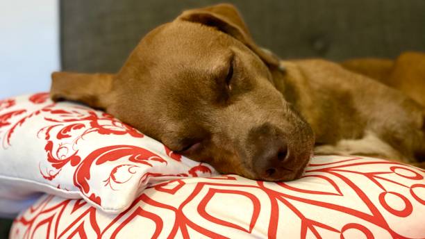 istock A puppy napping on a red pillow 1181219772