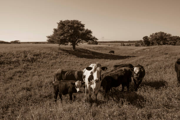 istock Cow in its inhabit 1181220873
