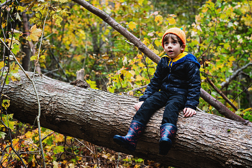 A five year old boy explores the forest in Autumn.