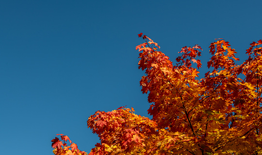Capturing the autumn and its beautiful colors and sky in november